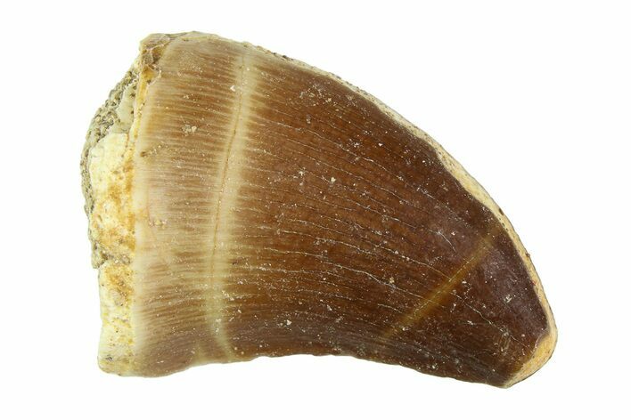 Small Fossil Mosasaur Teeth (3/4" to 1 1/4") - Photo 1
